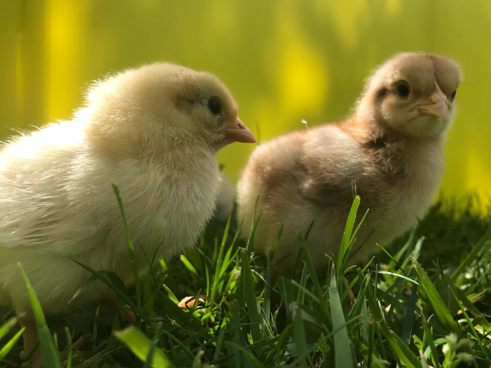 Our Five Beautiful Chicks - Den Nursery Group